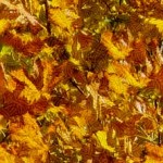 fallbg2